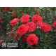 Zwergenefee 09® drobne kwiaty, pełne, czerwonej barwy. Bogate kwitnienie. Niziutki krzew.