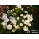 Aspirin Rose® małe, półpełne kwiaty, o białej barwie, delikatnie pachnące. Niski krzew.