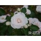 Aspirin Rose® małe, półpełne kwiaty, o białej barwie, delikatnie pachnące. Niski krzew.
