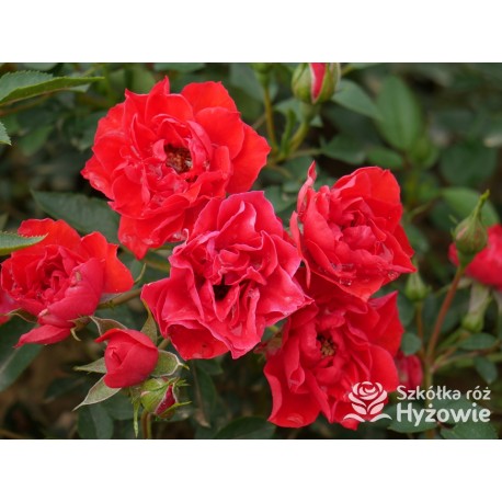 Lady in red™ Drobne kwiaty, intenesywnie czerwonej barwy, przyjemnie pachną. Niski krzew.
