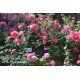 Mirato® Drobne, pełne kwiaty, różowej barwy, delikatnie pachnące. Błyszczący liść. Niski krzew.