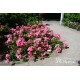 Maxi Vita® Małe, różowej barwy kwiaty. Błyszczące liście. Niski krzew.