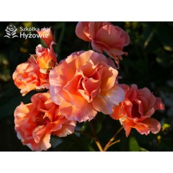 Arabia® duży kwiat, atrakcyjny układ płatków, pomarańczowa barwa, przyjemnie pachnie. Średniej wysokości krzew.