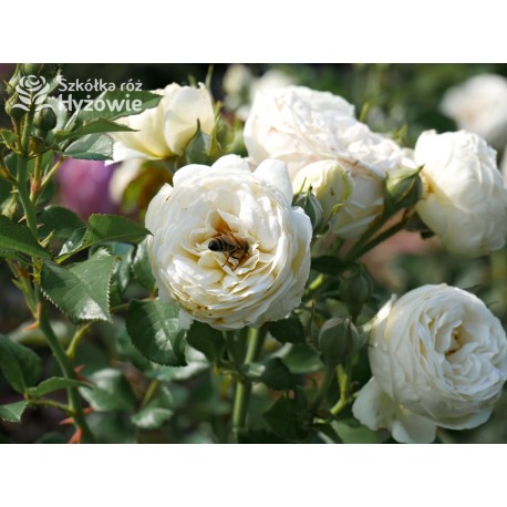 Artemis® Rozetkowe kwiaty, czysto białej barwy, mocno pachnące, błyszczące liście. Średniej wysokości krzew.