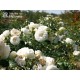 Artemis® Rozetkowe kwiaty, czysto białej barwy, mocno pachnące, błyszczące liście. Średniej wysokości krzew.
