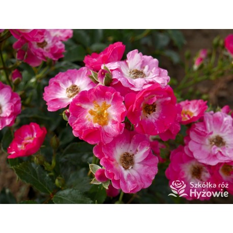 Róża miniaturowa 'Degenhardt' | Szkółka Róż Hyżowie 