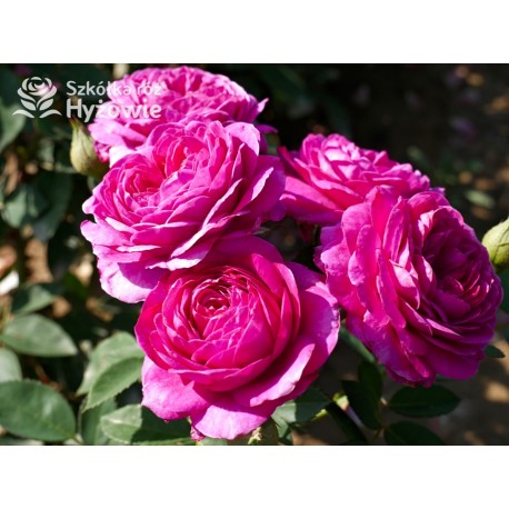 Heidi Klum® Dużę, nabite płatkami kwiaty o fioletowej barwie i intensywnym zapachu. Ciemne i matowe liście. Niziutki krzew.