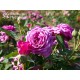 Heidi Klum® Dużę, nabite płatkami kwiaty o fioletowej barwie i intensywnym zapachu. Ciemne i matowe liście. Niziutki krzew.