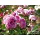 Kölner Flora® duży, szczelnie wypełnione płatkami o różowej barwie kwiaty, przyjemnym zapachu. Średniej wysokości krzew.