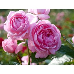 Kölner Flora® duży, szczelnie wypełnione płatkami o różowej barwie kwiaty, przyjemnym zapachu. Średniej wysokości krzew.