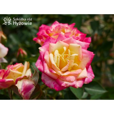 Róża miniaturowa Little Sunset® | Szkółka Róż Hyżowie | Kordes Rosen