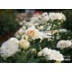 Pastella® Mocno nabite płatkami, rozetkowe kwiaty o kremowej barwie i o bardzo przyjemnym zapachu. Niski krzew.