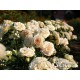 Pastella® Mocno nabite płatkami, rozetkowe kwiaty o kremowej barwie i o bardzo przyjemnym zapachu. Niski krzew.