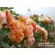 Prins Henrik's Rose™ Duże, otwarte kwiaty, herbacianej barwy. Niski krzew.