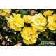 Friesia® Pełne kwiaty, mocno żółtej barwy, o bardzo mocnym zapachu. Niski krzew.