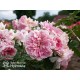 Uetersens Rosenprinzessin® duże kwiaty szczelnie wypełnione płatkami, różowa barwa, przyjemny zapach. Średniej wysokości krzew.