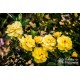 Friesia® Pełne kwiaty, mocno żółtej barwy, o bardzo mocnym zapachu. Niski krzew.