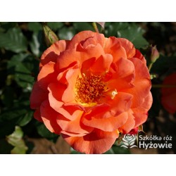 Westerland® duży, pokaźny kwiat, pomarańczowej barwy, o mocnym zapachu. Wysoki krzew