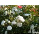 'White The Fairy' Liczna ilość, drobnych, pełnych kwiatuszków o białej barwie. Niski krzew.