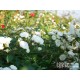 'White The Fairy' Liczna ilość, drobnych, pełnych kwiatuszków o białej barwie. Niski krzew.