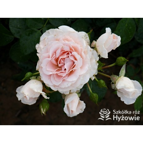 Royal Estelle™ | Szkółka Róż Hyżowie | Roses Forever