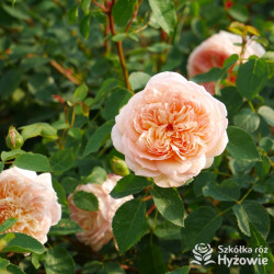 Bathsheba™ (Auschimbley) - David Austin® Róże Angielskie -