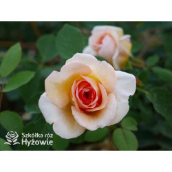 Bathsheba™ (Auschimbley) - David Austin® Róże Angielskie - 