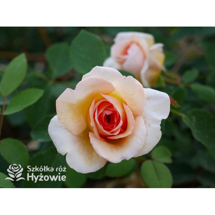 Bathsheba™ (Auschimbley) - David Austin® Róże Angielskie - 