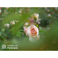 Bathsheba™ (Auschimbley) - David Austin® Róże Angielskie - 