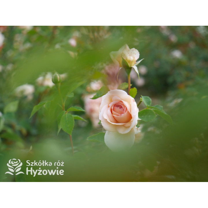 Bathsheba™ (Auschimbley) - David Austin® Róże Angielskie - 