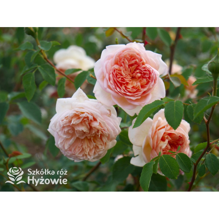 Bathsheba™ (Auschimbley) - David Austin® Róże Angielskie - 