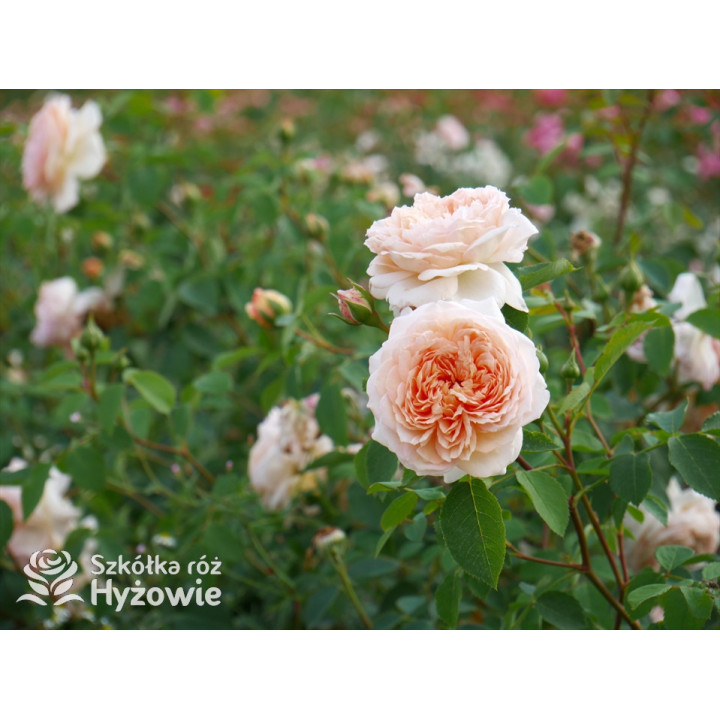 Bathsheba™ (Auschimbley) - David Austin® Róże Angielskie - 