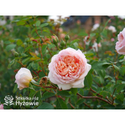 Bathsheba™ (Auschimbley) - David Austin® Róże Angielskie - 