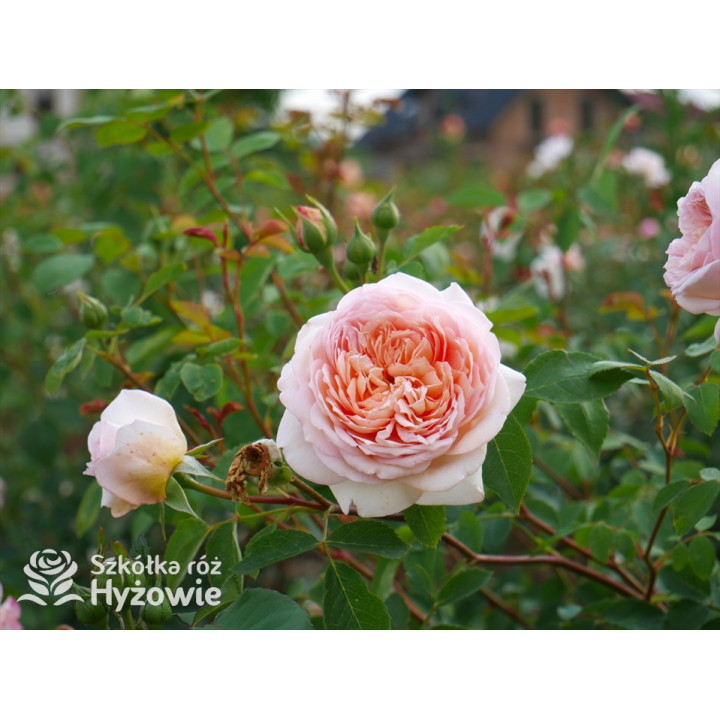 Bathsheba™ (Auschimbley) - David Austin® Róże Angielskie - 