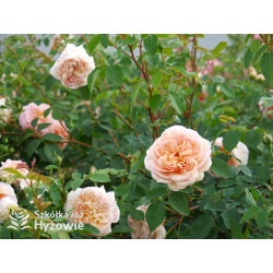 Bathsheba™ (Auschimbley) - David Austin® Róże Angielskie - 