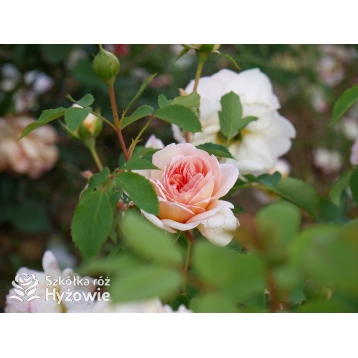 Bathsheba™ (Auschimbley) - David Austin® Róże Angielskie - 