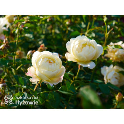 Vanessa Bell™ (Auseasel) - David Austin® Róże Angielskie -  Vanessa Bell™ (Auseasel) - David Austin® Róże Angielskie -