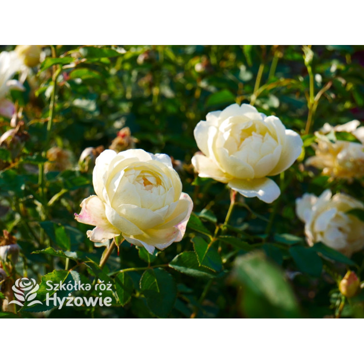 Vanessa Bell™ (Auseasel) - David Austin® Róże Angielskie -  Vanessa Bell™ (Auseasel) - David Austin® Róże Angielskie -