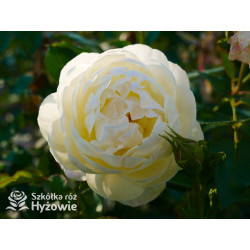 Vanessa Bell™ (Auseasel) - David Austin® Róże Angielskie -  Vanessa Bell™ (Auseasel) - David Austin® Róże Angielskie -