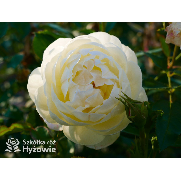 Vanessa Bell™ (Auseasel) - David Austin® Róże Angielskie -  Vanessa Bell™ (Auseasel) - David Austin® Róże Angielskie -