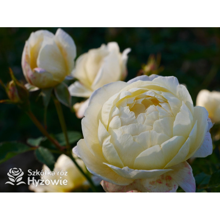 Vanessa Bell™ (Auseasel) - David Austin® Róże Angielskie -  Vanessa Bell™ (Auseasel) - David Austin® Róże Angielskie -