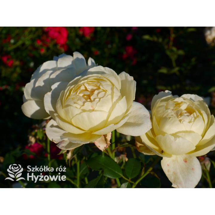 Vanessa Bell™ (Auseasel) - David Austin® Róże Angielskie -  Vanessa Bell™ (Auseasel) - David Austin® Róże Angielskie -