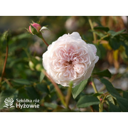 The Albrighton Rambler™ (Ausmobile) - David Austin® Róże Angielskie - 