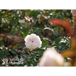 The Albrighton Rambler™ (Ausmobile) - David Austin® Róże Angielskie - 