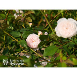 The Albrighton Rambler™ (Ausmobile) - David Austin® Róże Angielskie - 