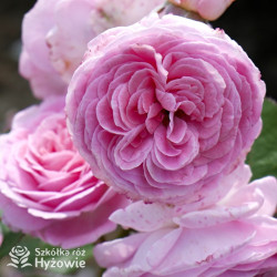 Rosengräfin Marie Henriette® - Róże silnie pachnące -