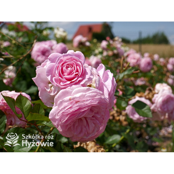 Rosengräfin Marie Henriette® - Róże silnie pachnące - 