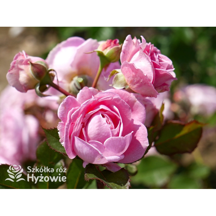 Rosengräfin Marie Henriette® - Róże silnie pachnące - 