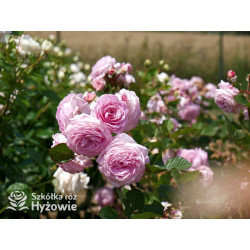 Rosengräfin Marie Henriette® - Róże silnie pachnące - 