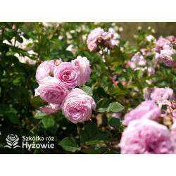 Rosengräfin Marie Henriette® - Róże silnie pachnące - 